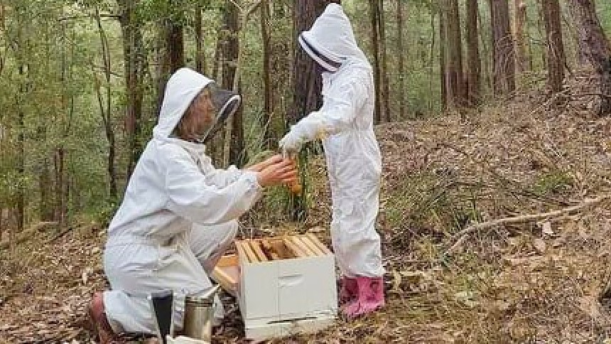 One adult and one child in protective bee keeping outfits in the forest. A white bee hive is sitting on the ground between them.