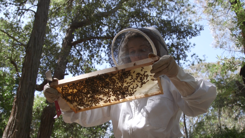 A person in protective bee keeping clothing, outside standing amongst trees, holding a hive with bees attached.
