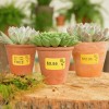 The image features three succulent plants in terracotta pots. Each pot has a price label: $9.95, $12.95, and a promotional offer of 'Buy One Get One Free' on the middle pot. The background is natural and earthy, suggesting a garden or plant shop setting.